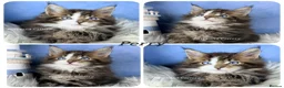 Maine Coon cats for sale: TICA registered adorable Maine coon kittens - Advert 4