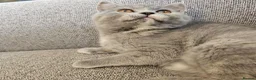 British Shorthair cats for sale: GCCF beauties ready to go. - Advert 2