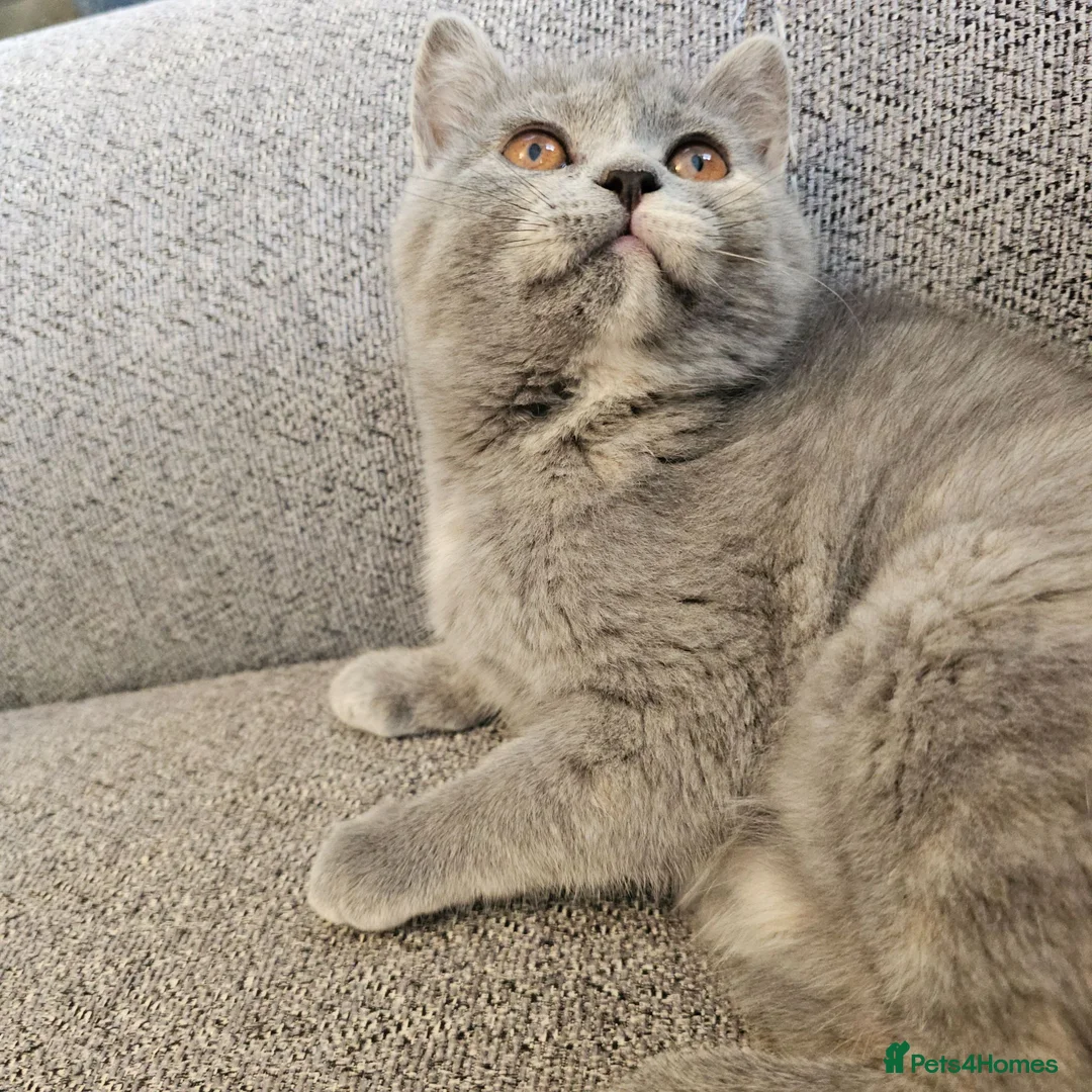 British Shorthair cats for sale: GCCF beauties ready to go. - Advert 2