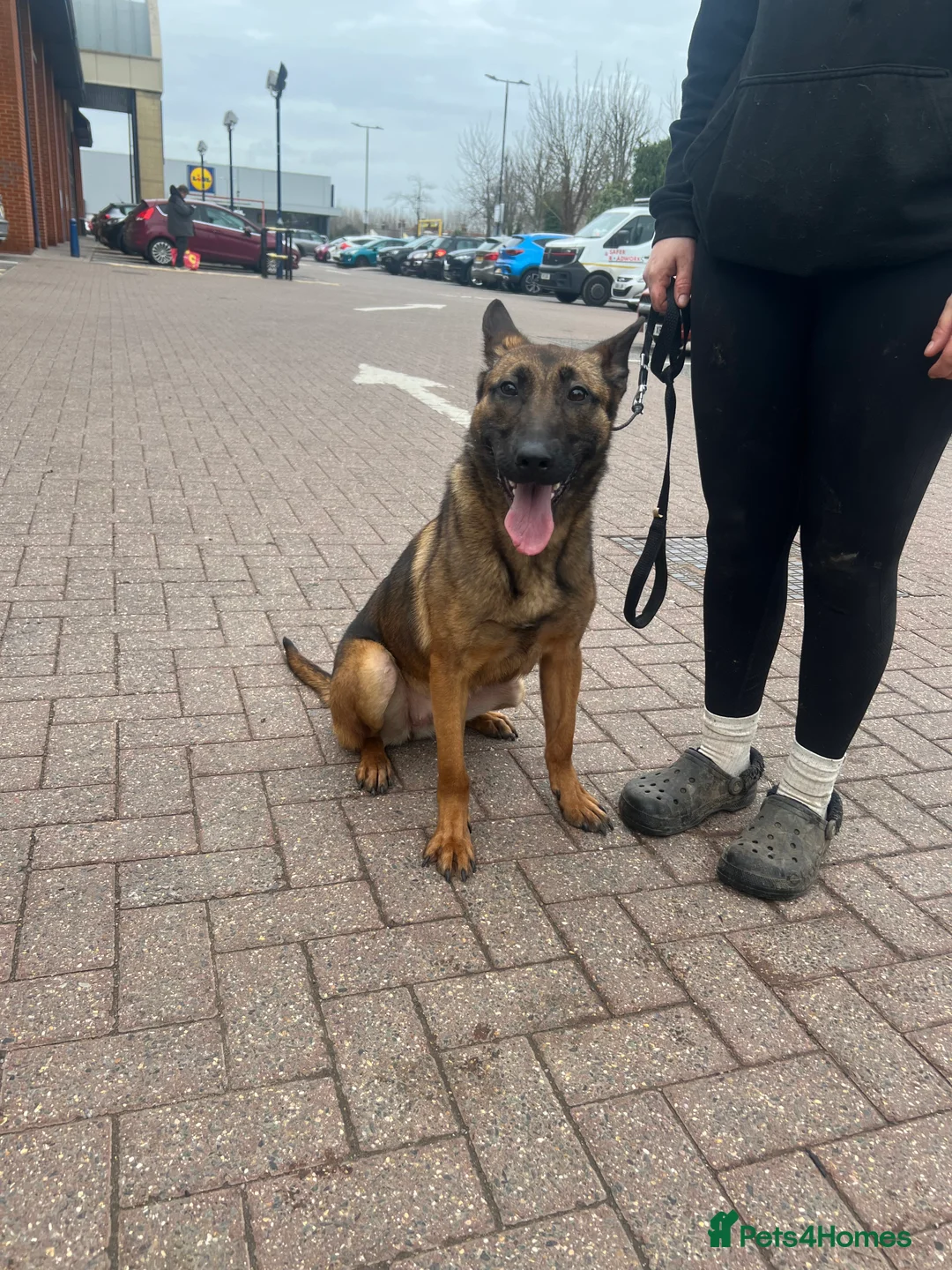 Belgian Shepherd Dog dogs for sale: Nala 1 year old Belgian Shepard  in Rochford - Advert 1