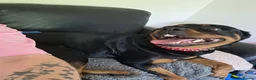 Rottweiler dogs for sale: Rottweiler  in Wrexham - Advert 7