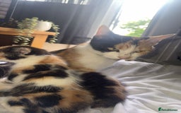 Mixed Breed cats for sale: Kittens - Image 3