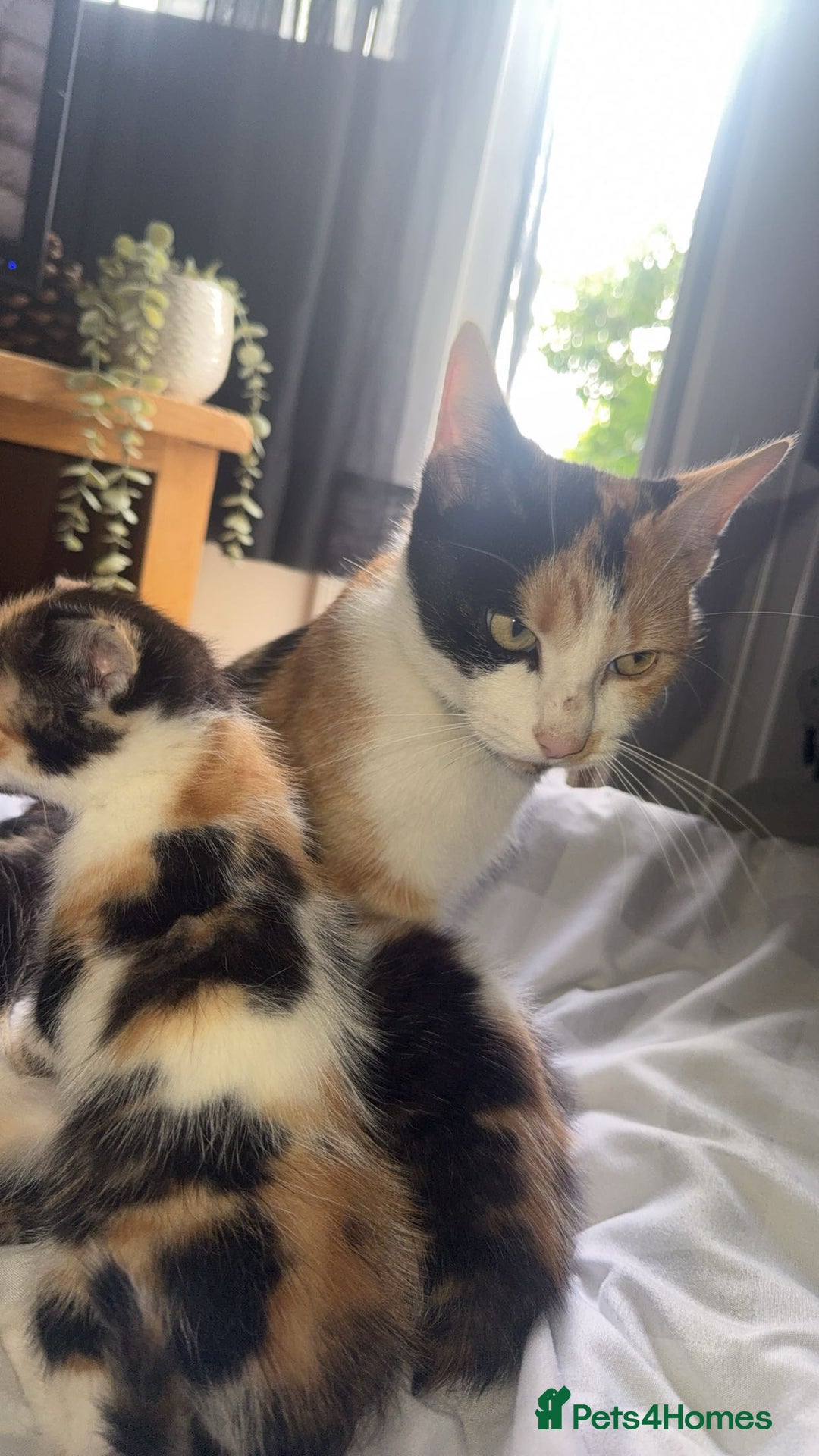 Mixed Breed cats for sale: Kittens - Image 3