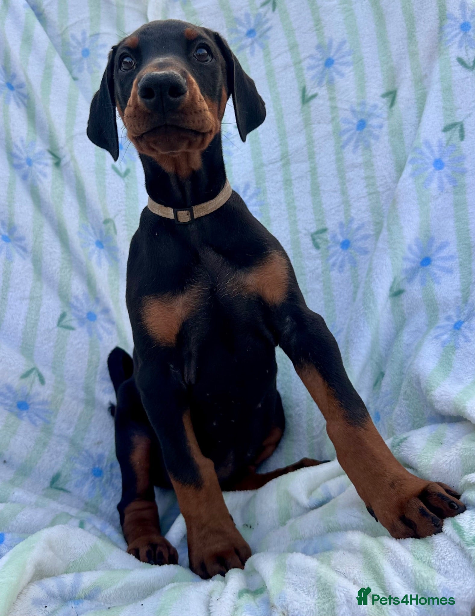 Dobermann dogs Health tested European puppies  - Advert 1