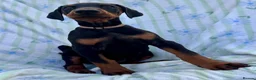 Dobermann dogs for sale: Health tested European puppies  - Advert 14