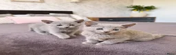 Russian Blue cats for sale: 🐾Champion Line TICA Russian Blue Kittens 🐾 - Advert 6