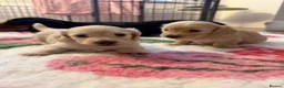 Miniature Dachshund dogs for sale: 🍦CREAM KC LONGHAIR MINI DAXI GIRLS🌞 - Advert 4