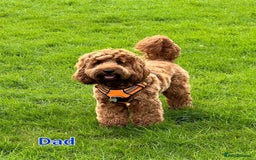 Mixed Breed dogs for sale: 4 boys 2 girls cavapoo x cockapoo puppies - Image 14