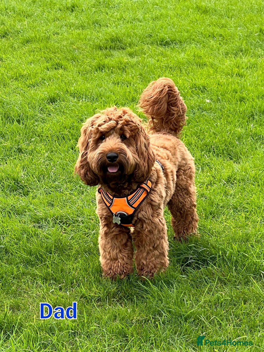 Mixed Breed dogs for sale: 4 boys 2 girls cavapoo x cockapoo puppies - Image 14