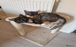 Ragdoll cats for sale: 2 ragdoll x british shorthair kittens  - Image 7