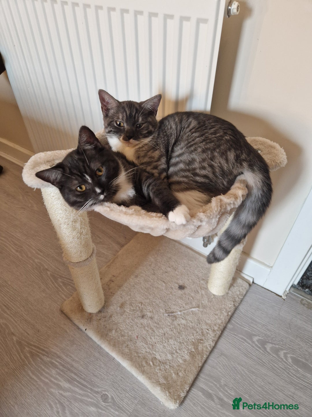 Ragdoll cats for sale: 2 ragdoll x british shorthair kittens  - Image 7