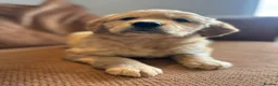 Golden Retriever dogs for sale: 1 Gorgeous Golden Retriever  Health Tested  - Advert 30