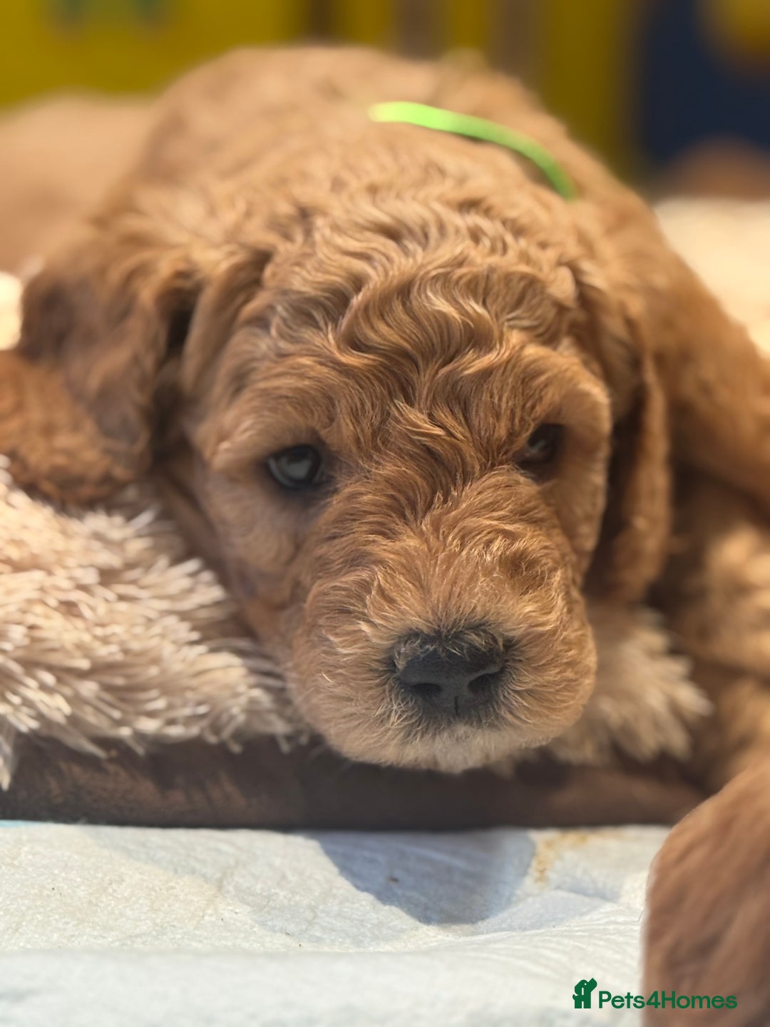 Mini Goldendoodle dogs for sale: Miniature Golden Doodle Puppies - Advert 3