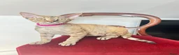 Devon Rex cats for sale: ❤️ OUR LAST GIRL FROM OUR SPRING LITTER  - Advert 9