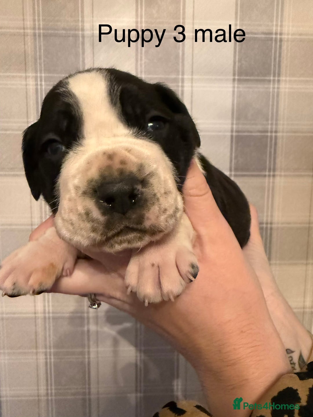 Cane Corso dogs for sale: Stunning chunky cane corso puppies - Advert 4