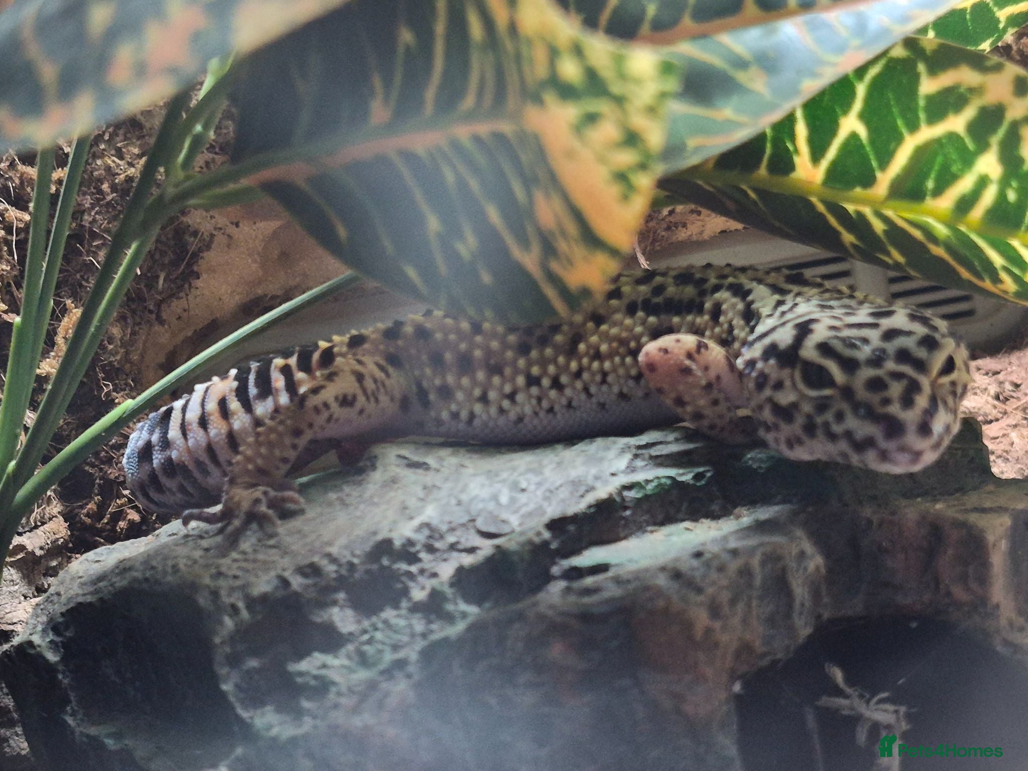 Leopard Gecko reptiles 2 Female Leopard Geckos & Full Set Up - Advert 1