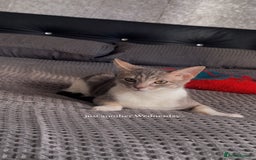 Mixed Breed cats for sale: Mixed breed cat  - Image 6