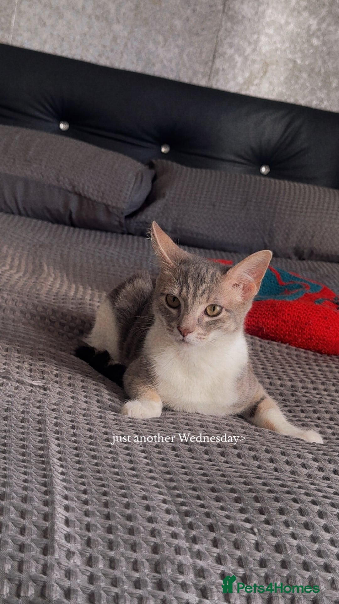 Mixed Breed cats for sale: Mixed breed cat  - Image 6