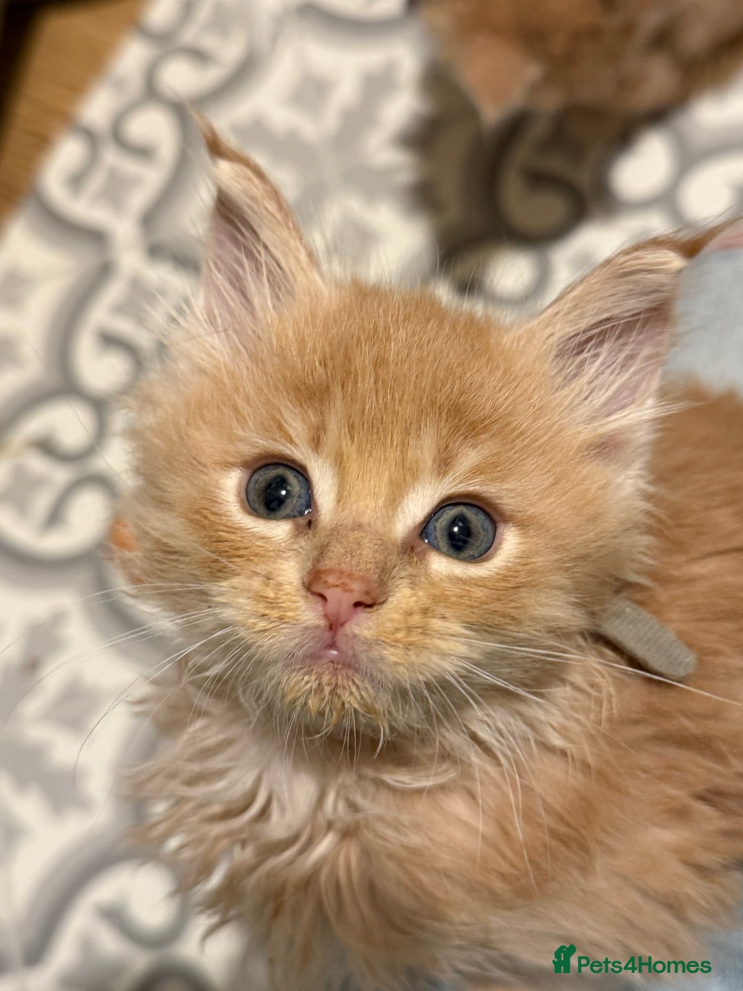 Maine Coon cats for sale: TICA Registered Maine Coon Kittens - Advert 7