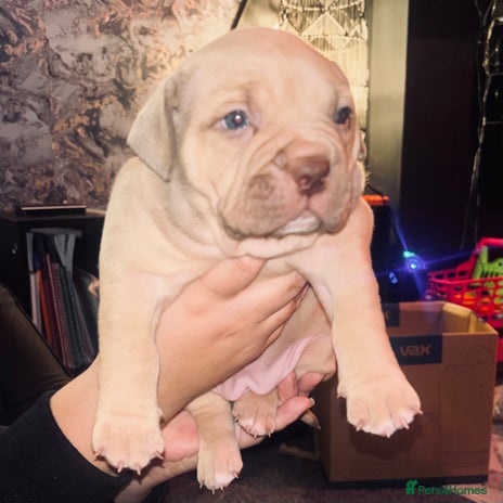 American Bully dogs Pocket bully pups ready too leave 11th dec - Advert 5