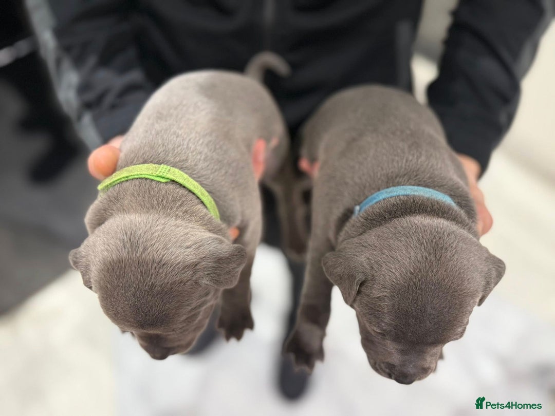 Staffordshire Bull Terrier dogs for sale: KC blue staffordshire bull terrier - Advert 10