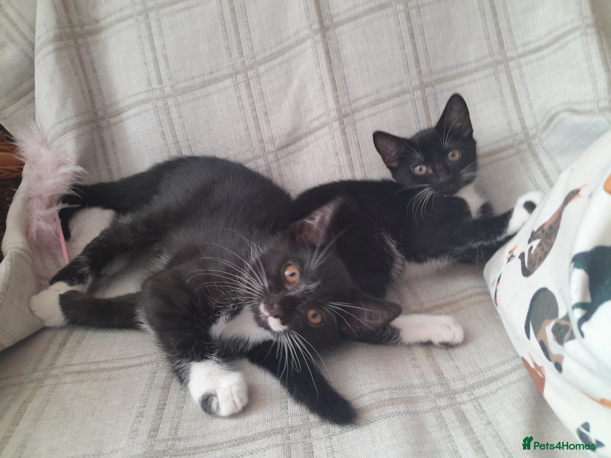 British Shorthair cats Girl lovely black and white fluffy kitten - Advert 2
