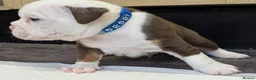 Olde English Bulldogge dogs for sale: 6 Olde English Bulldog puppies in Barry - Advert 3