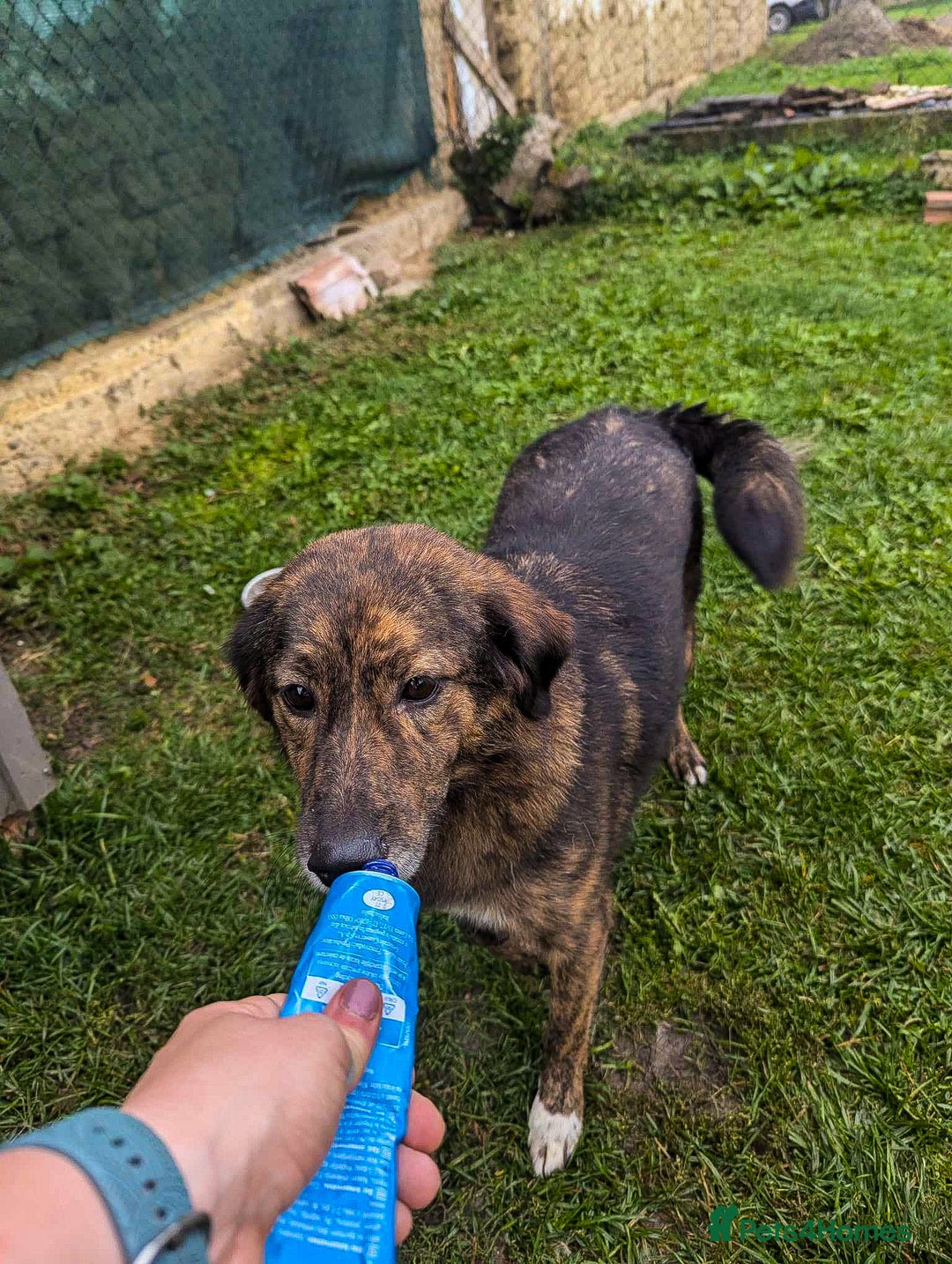 Mixed Breed dogs for adoption: Dara for adoption - Advert 4