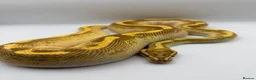 Python Snake reptiles for sale: 1.0 Butter fire enchi - Advert 3