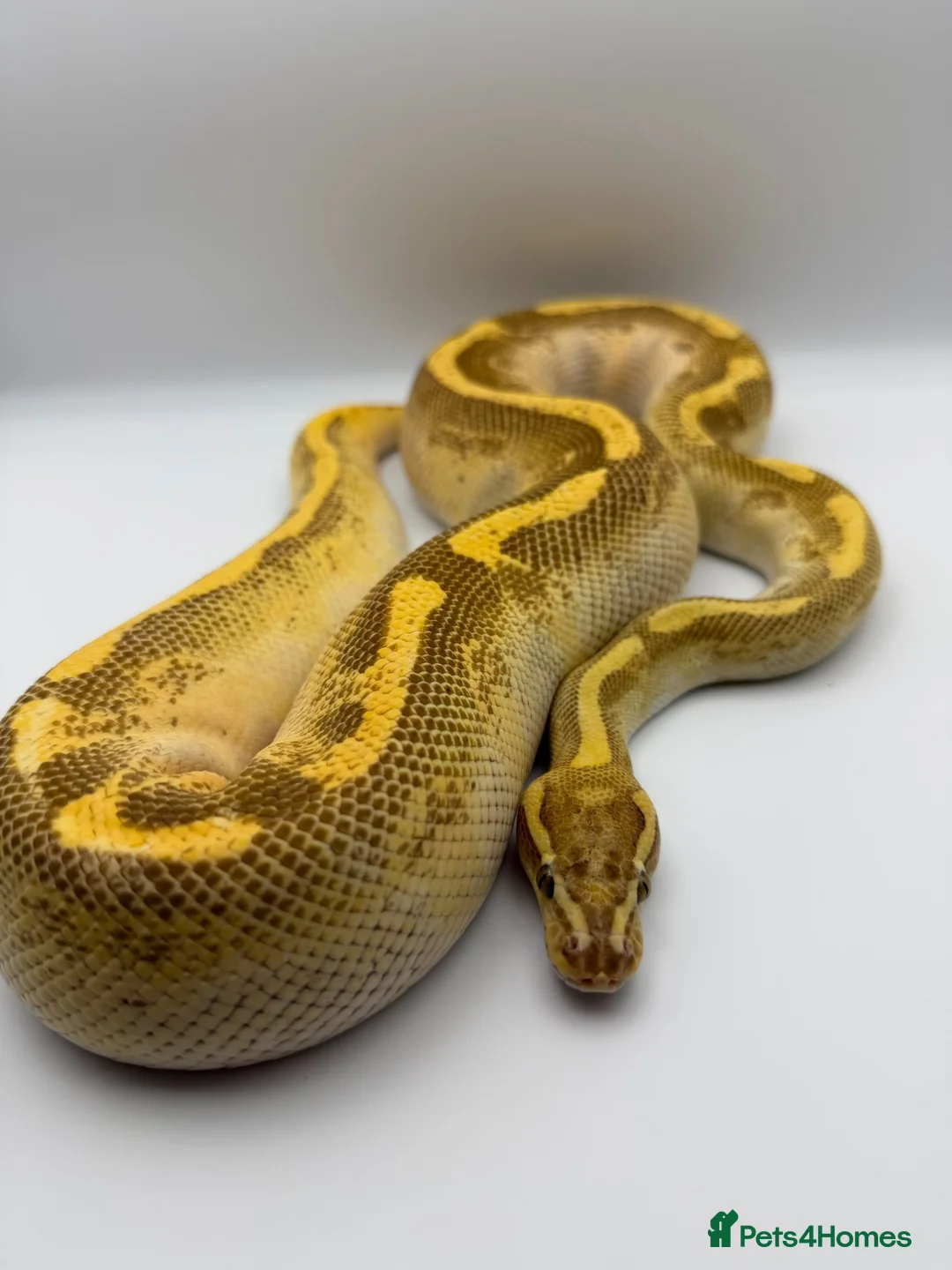 Python Snake reptiles for sale: 1.0 Butter fire enchi - Advert 3