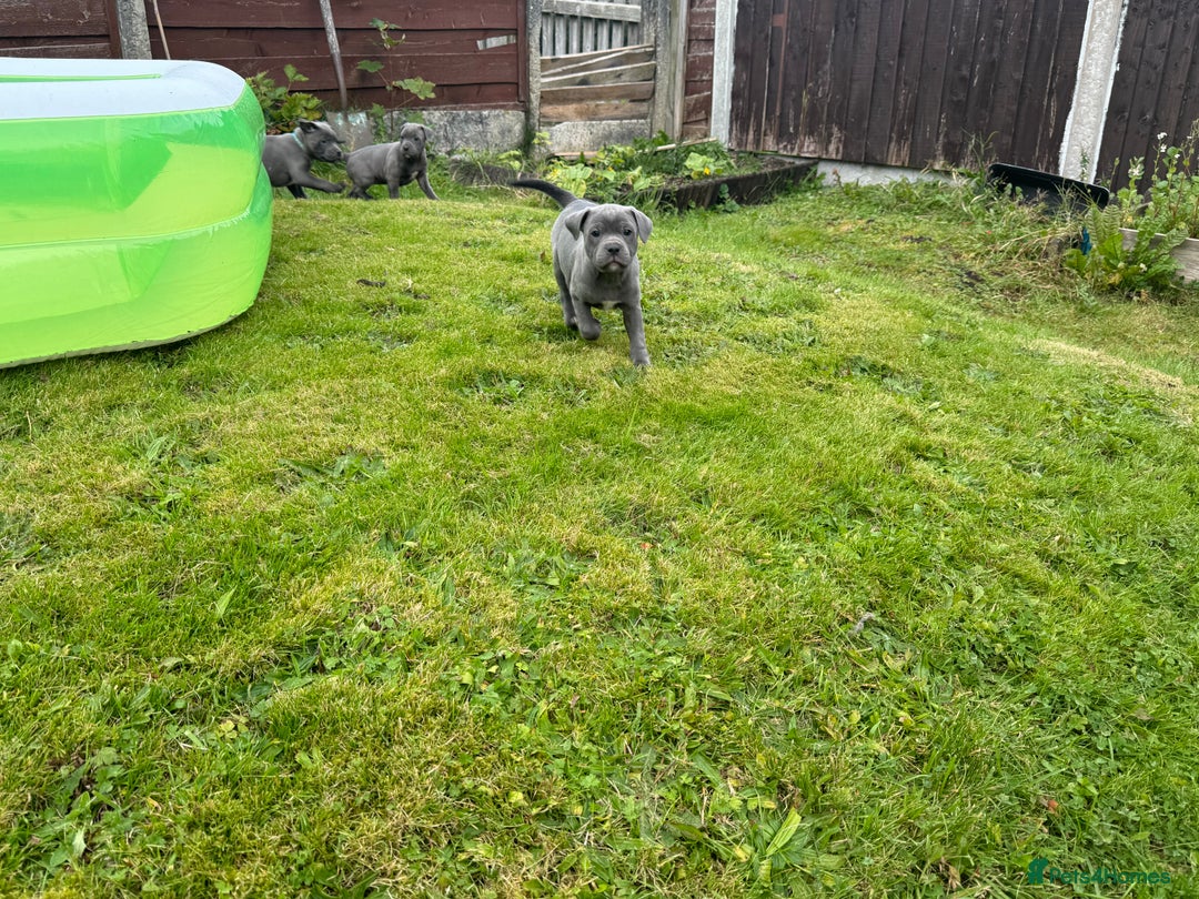 Staffordshire Bull Terrier dogs for sale: Blue Staffordshire bull terrier Staffy ❤️😍 - Image 7