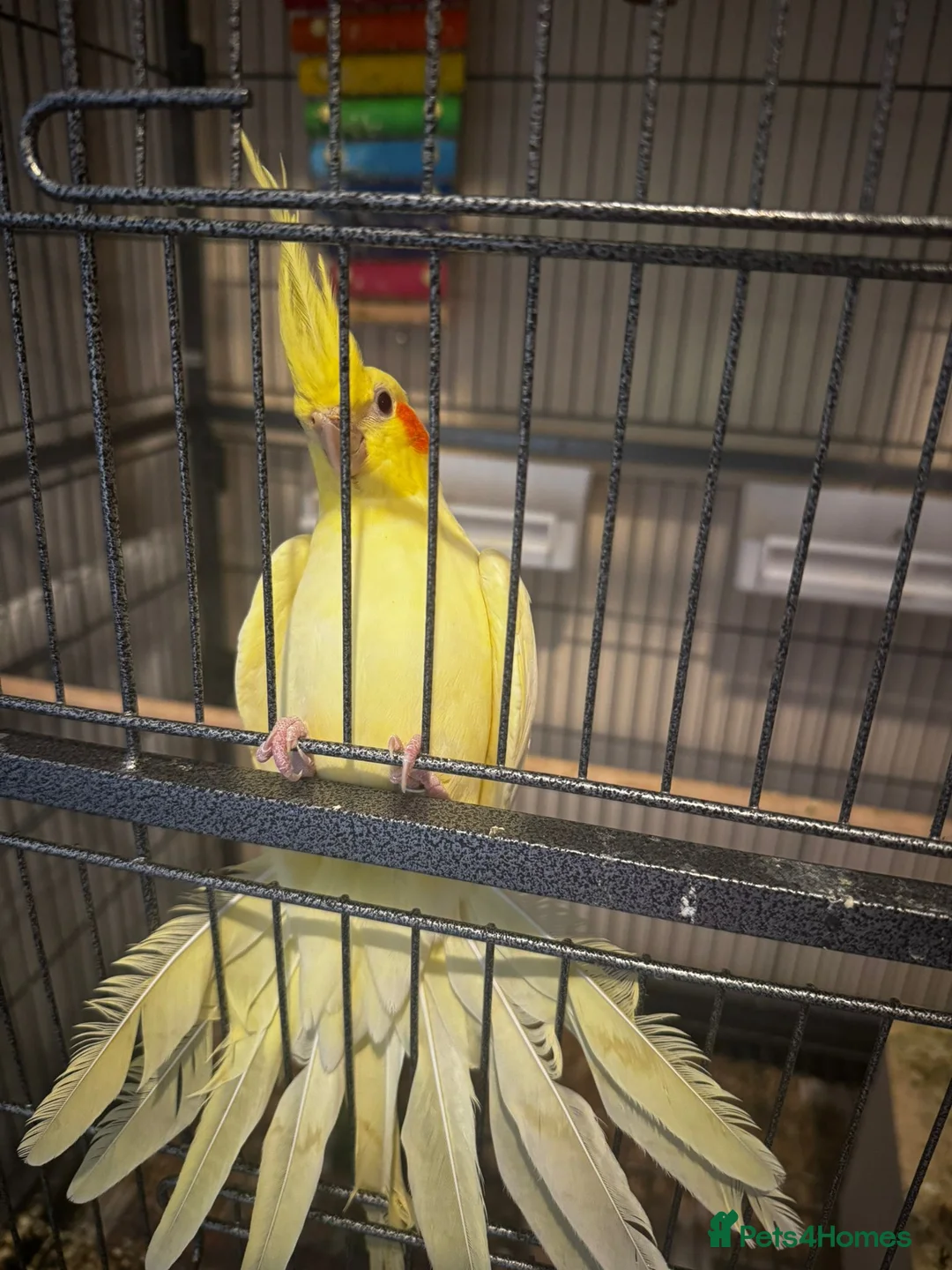 Cockatiels birds for sale: two cockatiels male and female bonded - Advert 6