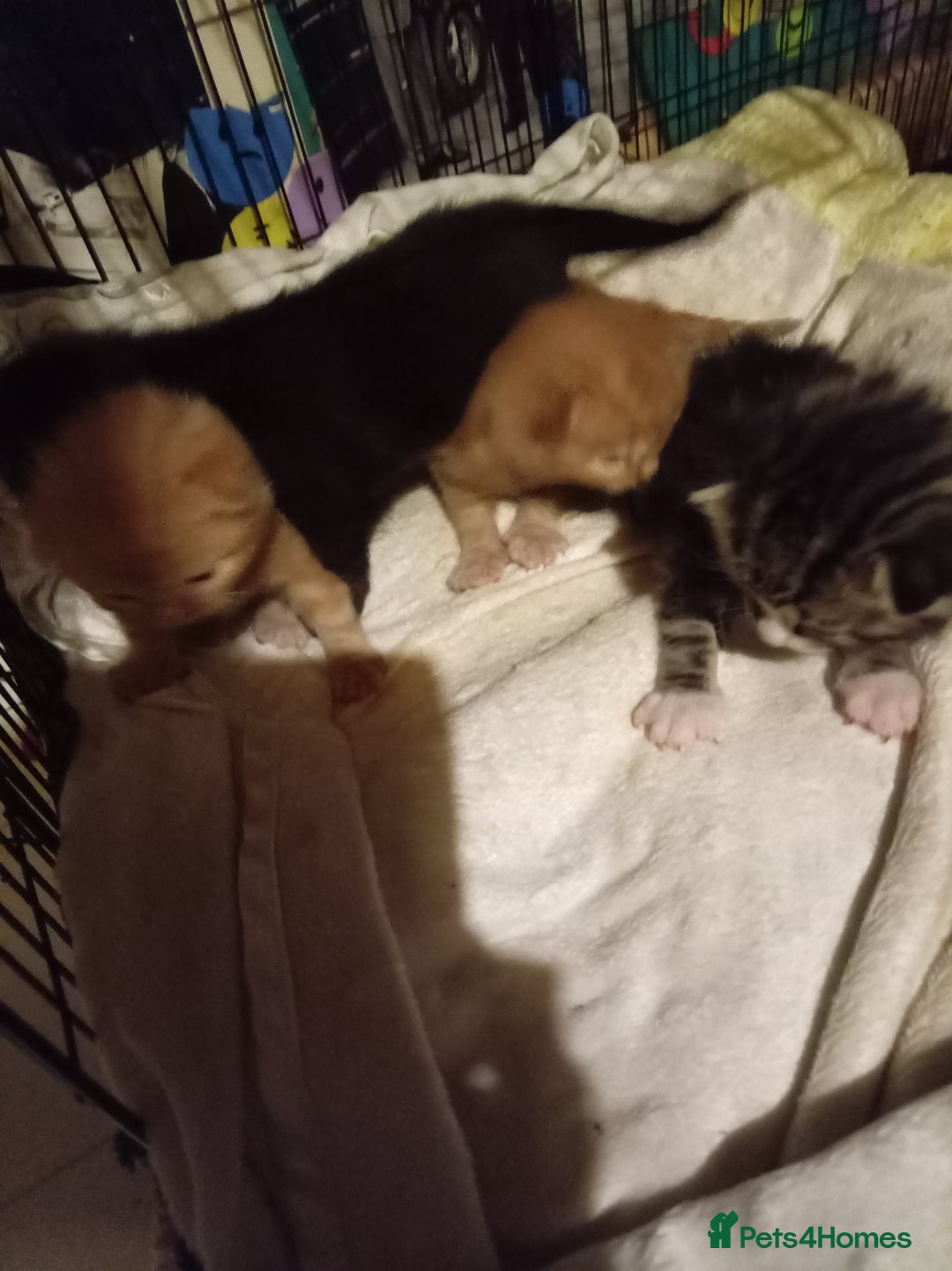 Mixed Breed cats for sale: Four mixed breed British short kittens - Image 1