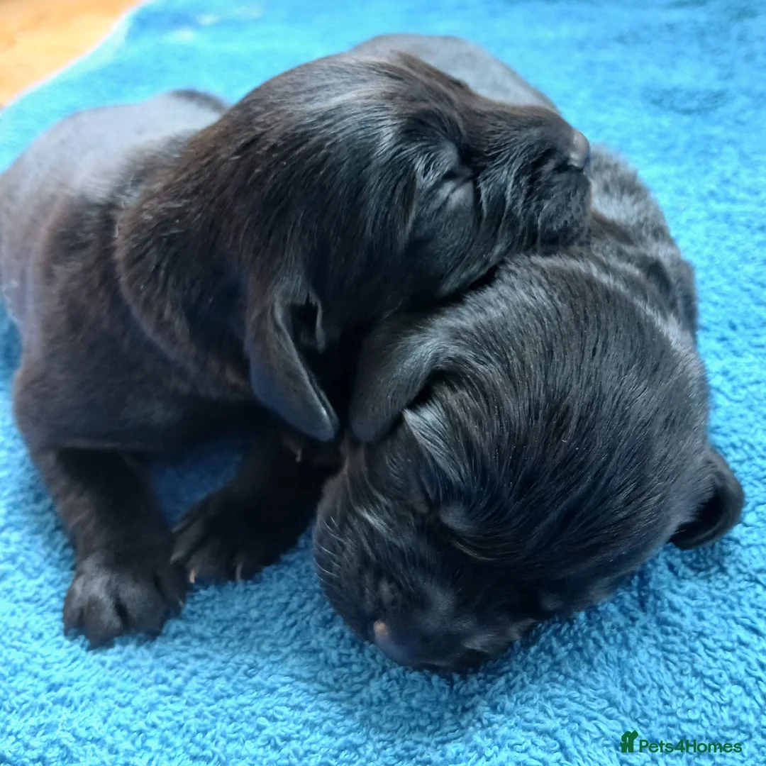 Cockerdor dogs for sale: Beautiful litter of cockador puppies. in Shrewsbury - Advert 2