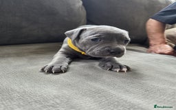Staffordshire Bull Terrier dogs for sale: Full pedigree blue Staffordshire Bullterrier - Image 6