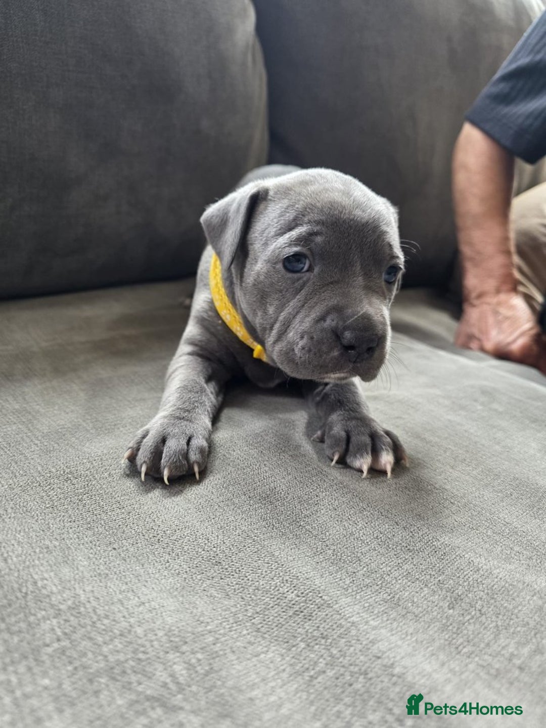 Staffordshire Bull Terrier dogs for sale: Full pedigree blue Staffordshire Bullterrier - Image 6