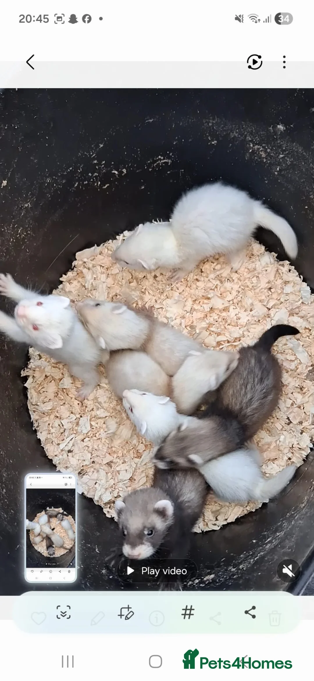 Ferret rodents for sale: Baby ferret’s for sale  - Advert 2