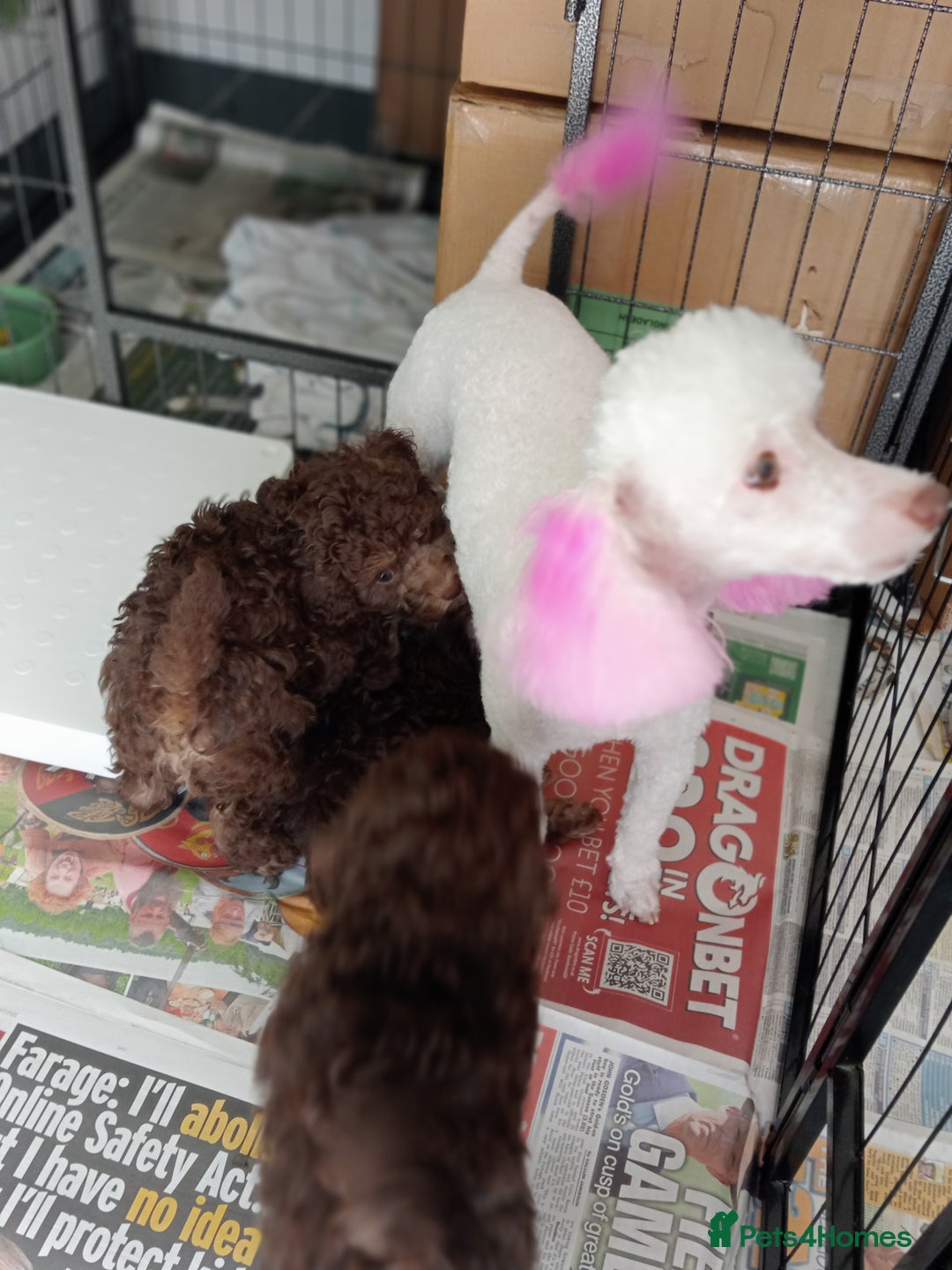 Toy Poodle dogs for sale:  🐩 Tiny Chocolate Toy Poodle – Ready in 2 Weeks! - Image 11