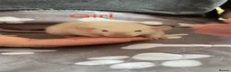 Rat rodents for sale: Super tame Dumbo Siamese Rats Looking For ❤️ Homes - Advert 14