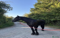 Friesian horses for sale: Friesian cross cob  - Image 4