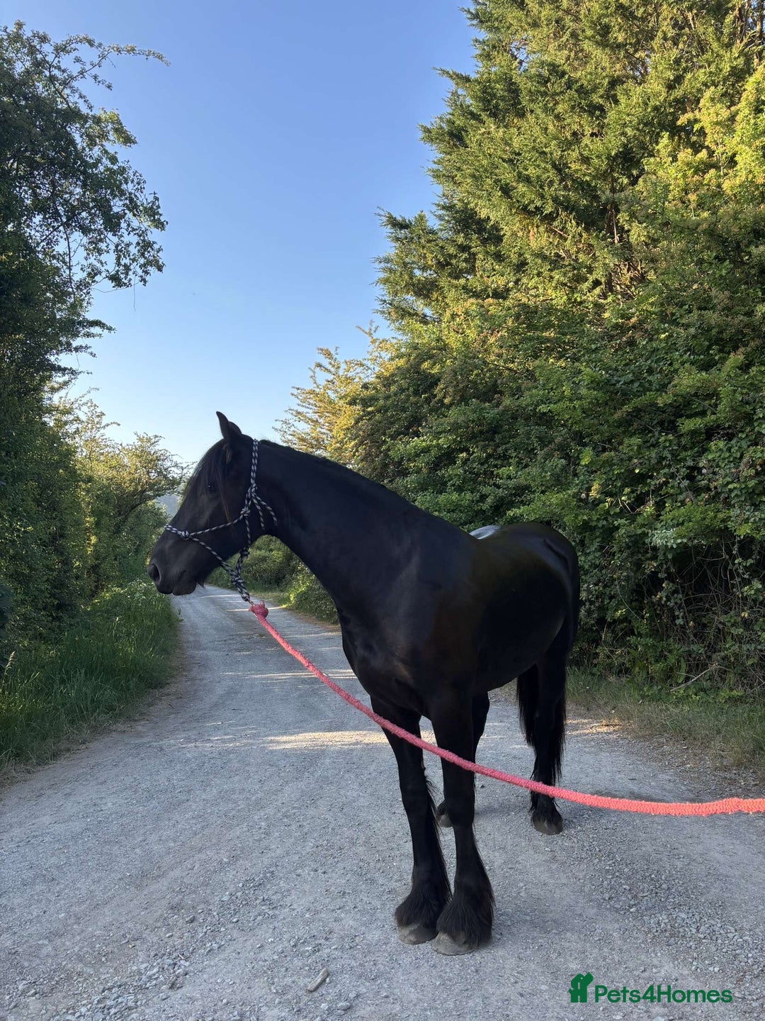 Friesian horses for sale: Friesian cross cob  - Image 4