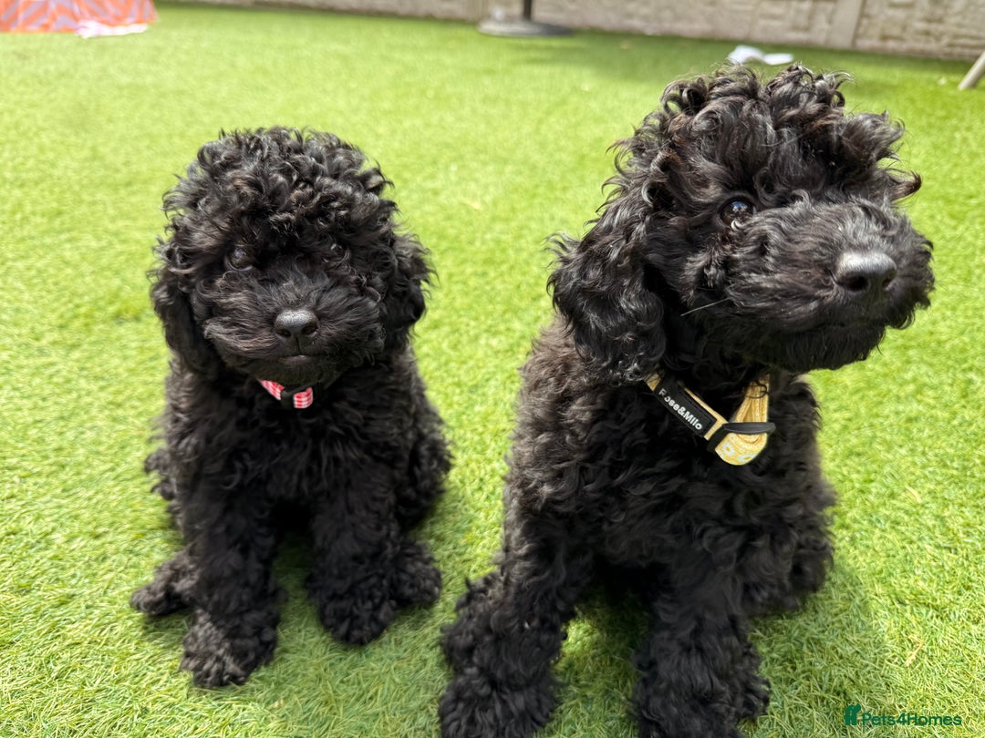Toy Poodle dogs for sale: Only 2 Gorgeous Toy Poodle Girls Left – Ready Now  in Nottingham - Image 4