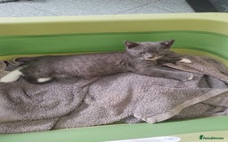 British Shorthair cats for sale: British shorthairs in Bromley - Image 4