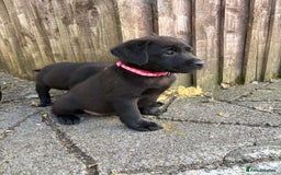 Labrador Retriever dogs for sale: ⭐️READY TO GO NEXT WEEK⭐️KC Reg Labrador Puppies  - Image 12