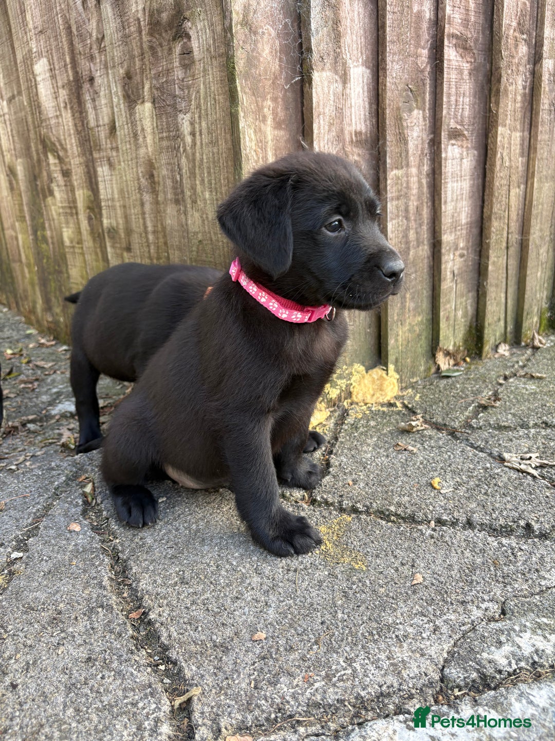 Labrador Retriever dogs for sale: ⭐️READY TO GO NEXT WEEK⭐️KC Reg Labrador Puppies  - Image 12