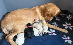 Goldador dogs for sale: 10x Family reared gorgeous Goldador Puppies - Image 18
