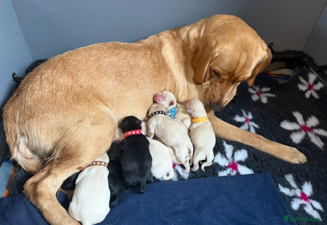 Goldador dogs for sale: 10x Family reared gorgeous Goldador Puppies - Image 18