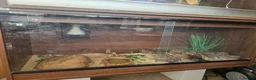 Python Snake reptiles for sale: Royal 'Ball' Python - Advert 6