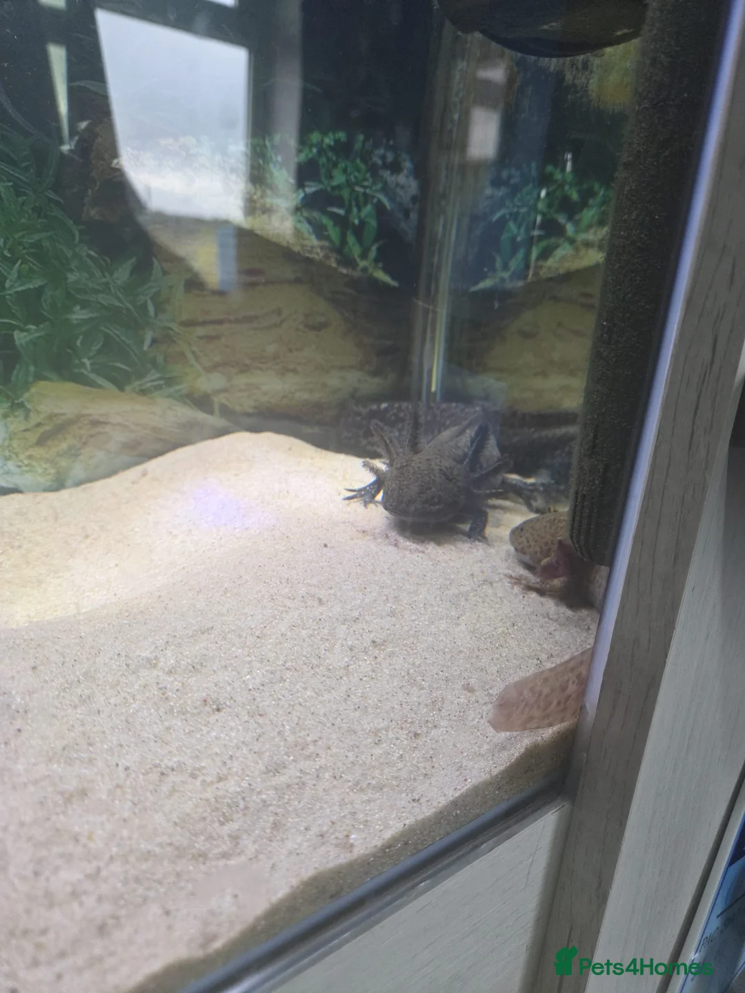 Axolotl reptiles for sale: Various axolotls - Advert 1