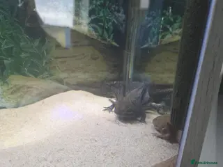 Axolotl reptiles Various axolotls - Advert 1